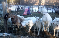 Goats at Jenness Farm